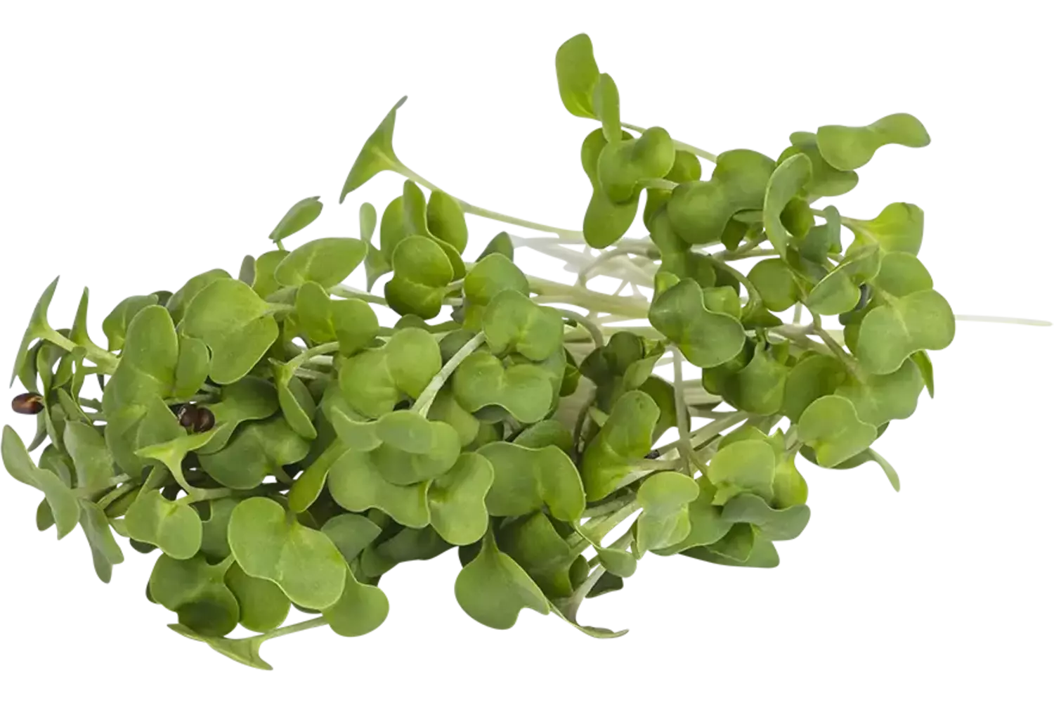 Koolraap cress 50gr kist 18 stuks